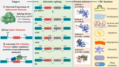 Targeted splicing therapy: new strategies for colorectal cancer